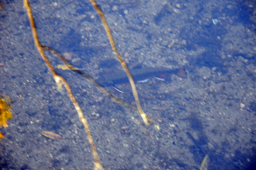 fish in sprague lake at Rocky Mountain National Park